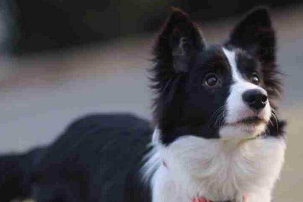 狗狗价格表又便宜又好养,宠物市场狗狗的价格