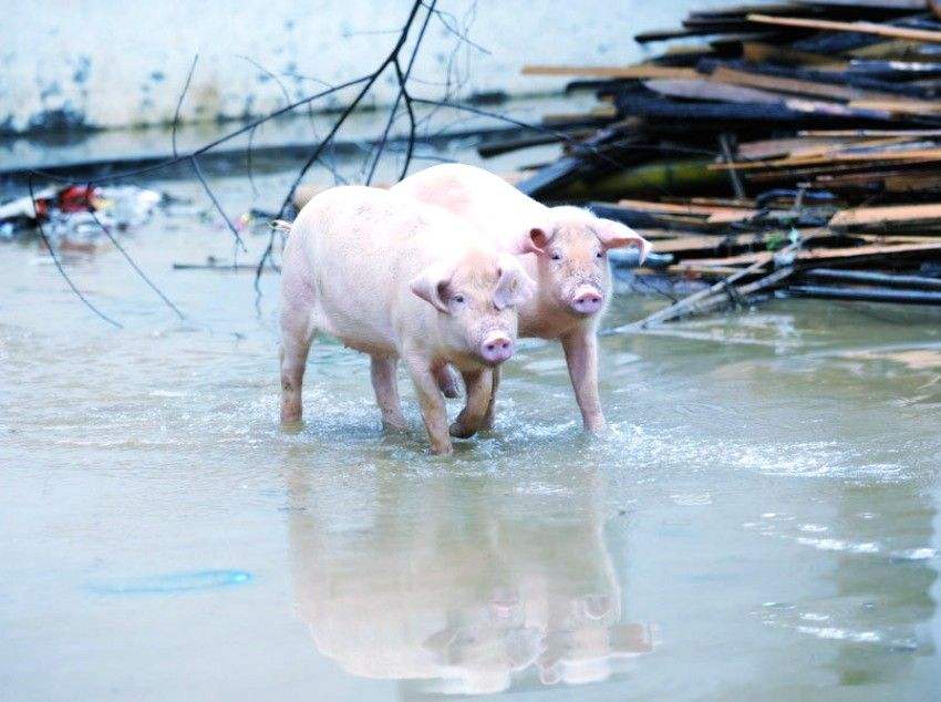 青霉素用什么稀释治猪丹毒,青霉素可以用于猪丹毒吗