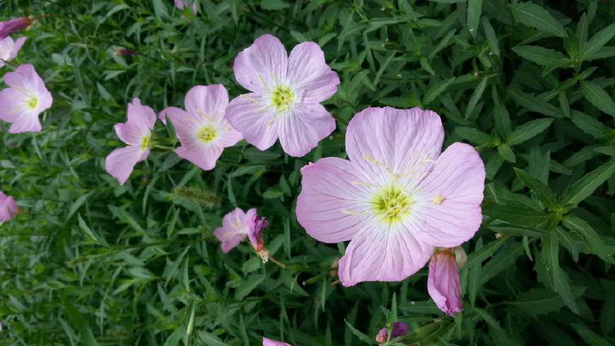 月见草含油量达25.1%含Y~亚麻酸达8.1%，最有开发前景