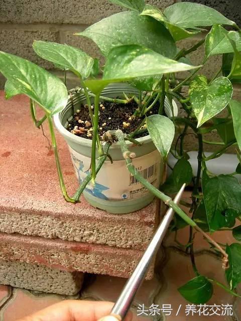 绿萝怎么养才能爆盆浇什么水,绿萝水培怎么快速爆盆