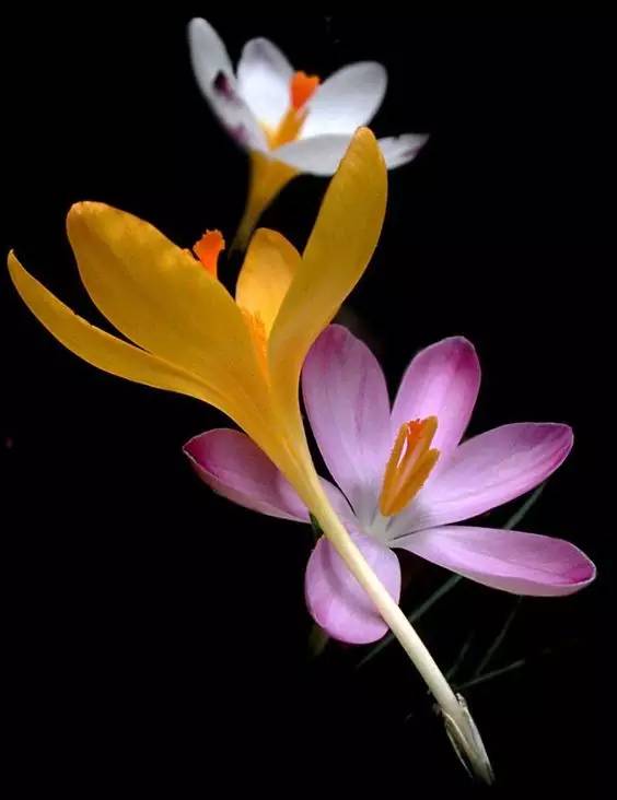 罕见的花红色,正宗藏红花西藏的藏红花