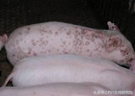 猪丹毒圆环湿疹哪个会传染,成片红疹是湿疹还是热疹