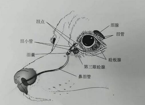 为何它眼旁常有泪痕,不要以为它是爱你爱得深沉!