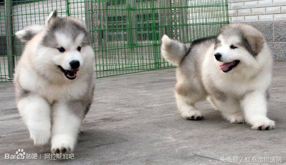 雪地三傻,狗界三傻之阿拉斯加