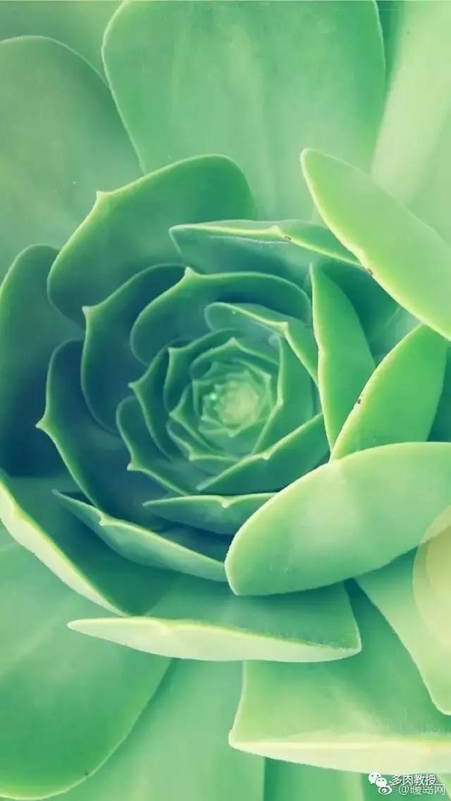 多肉的奇特之处,养的多肉长了蘑菇