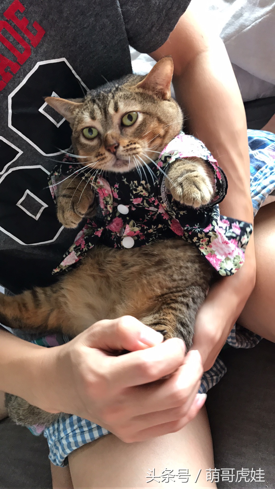 胖乎乎的喵星人妹子，穿上小衣服怎么拍都美美哒，铲屎的边拍照边被萌得满脸血啊