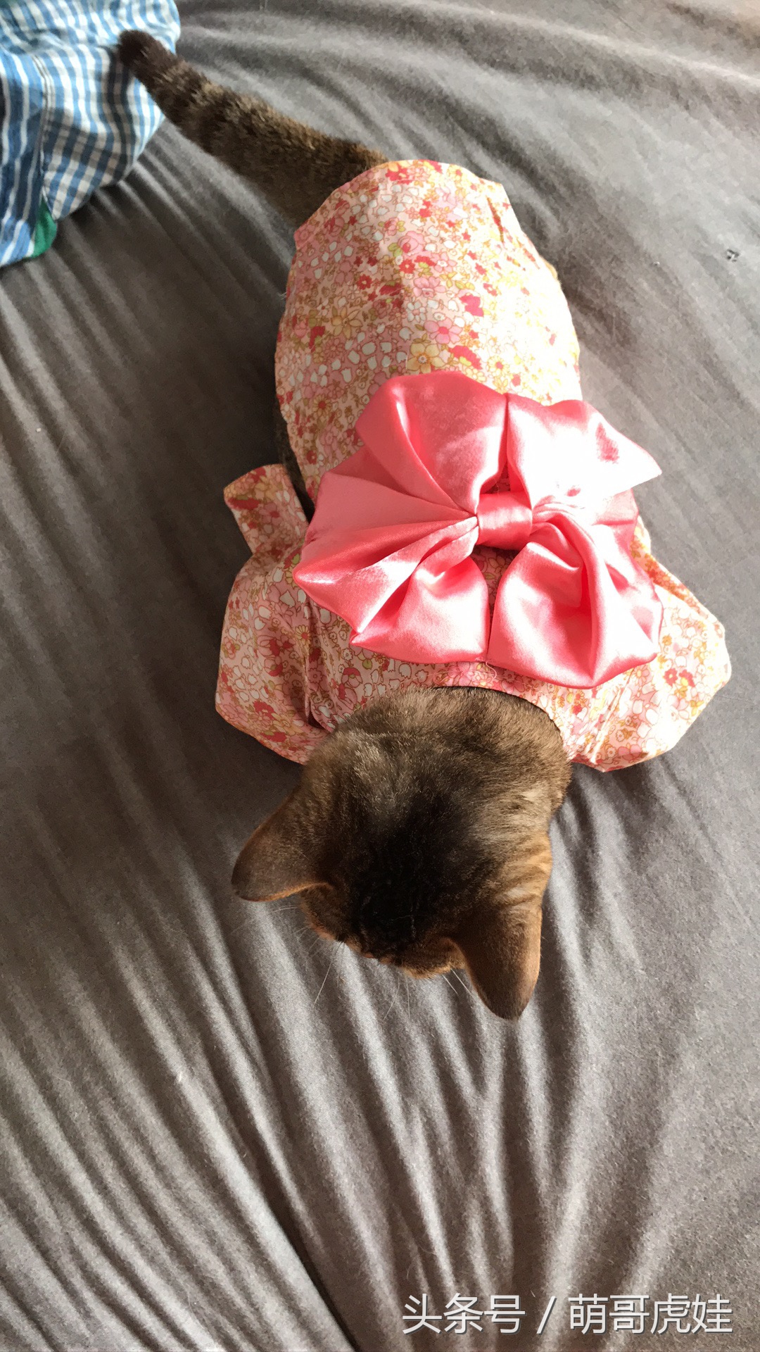 胖乎乎的喵星人妹子，穿上小衣服怎么拍都美美哒，铲屎的边拍照边被萌得满脸血啊