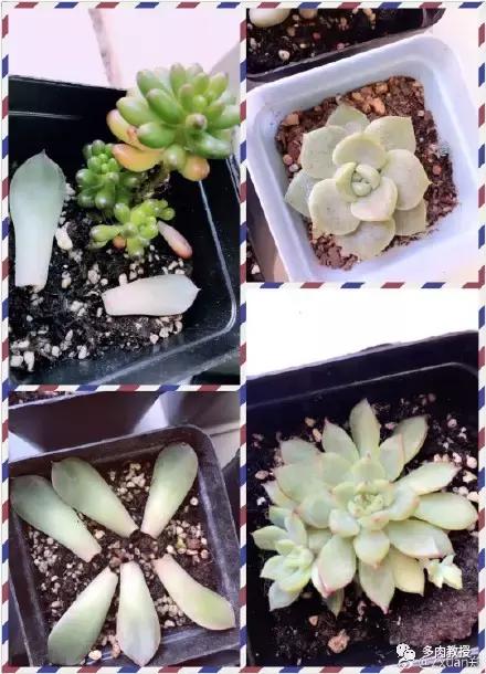 多肉的奇特之处,养的多肉长了蘑菇