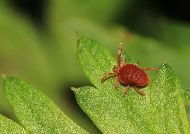 灭蚊药可以喷花卉么,灭蚊剂可以给花卉杀虫吗