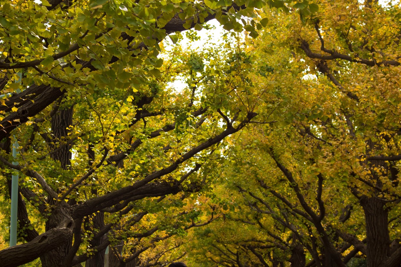日本物语落樱下的邂逅,浪漫的日本物语