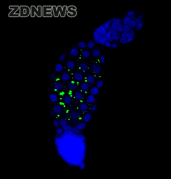 科学家破解新冠致死真相,科学家破解新冠病毒致死真相