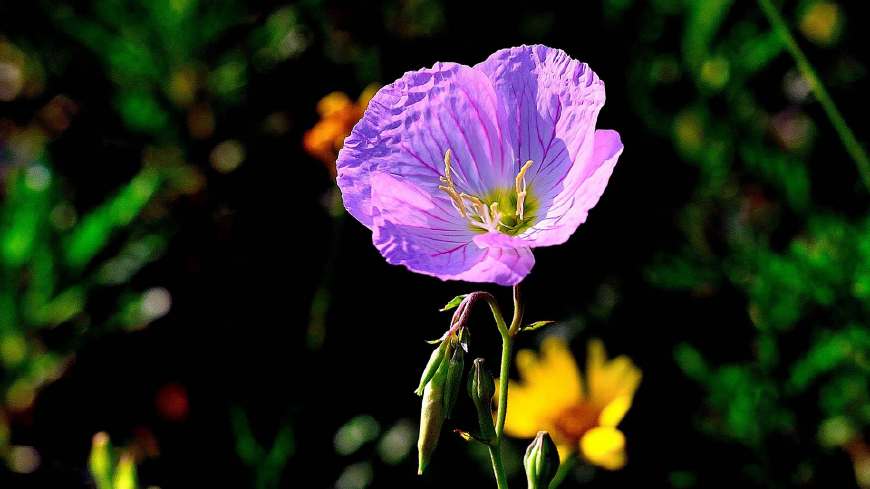 月见草含油量达25.1%含Y~亚麻酸达8.1%，最有开发前景