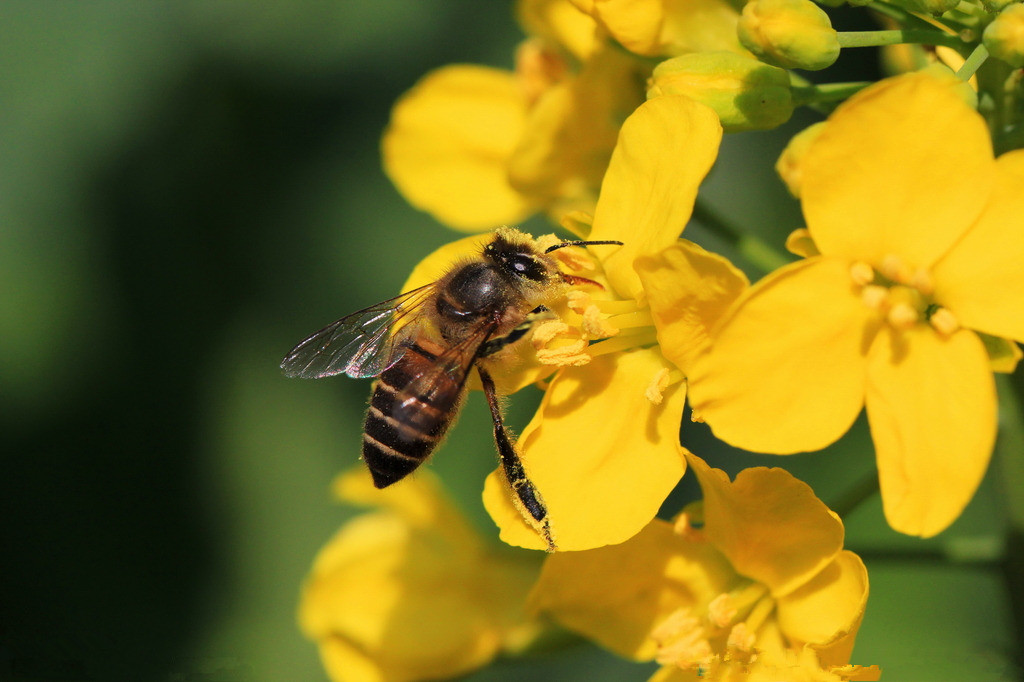被蜜蜂蛰了该怎么处理比较好,被蜜蜂蛰了如何正确处理
