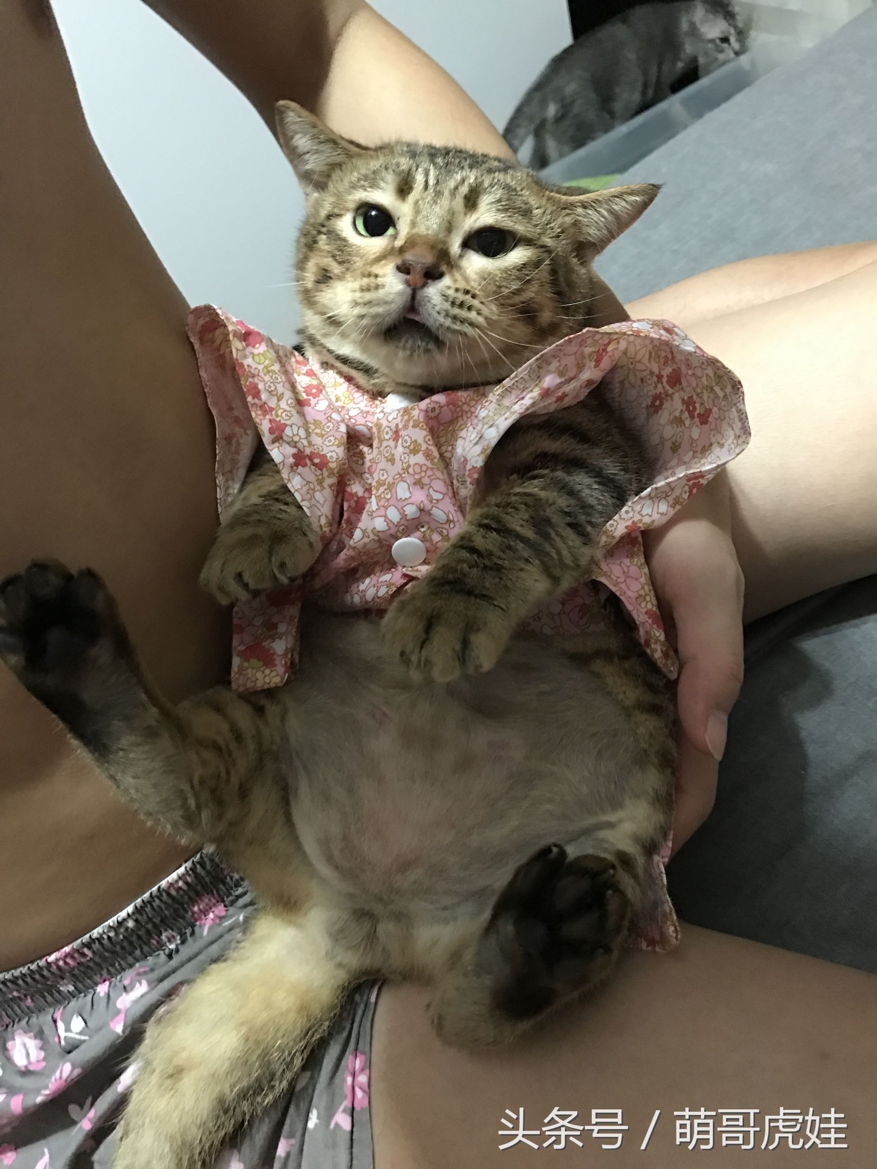 胖乎乎的喵星人妹子，穿上小衣服怎么拍都美美哒，铲屎的边拍照边被萌得满脸血啊