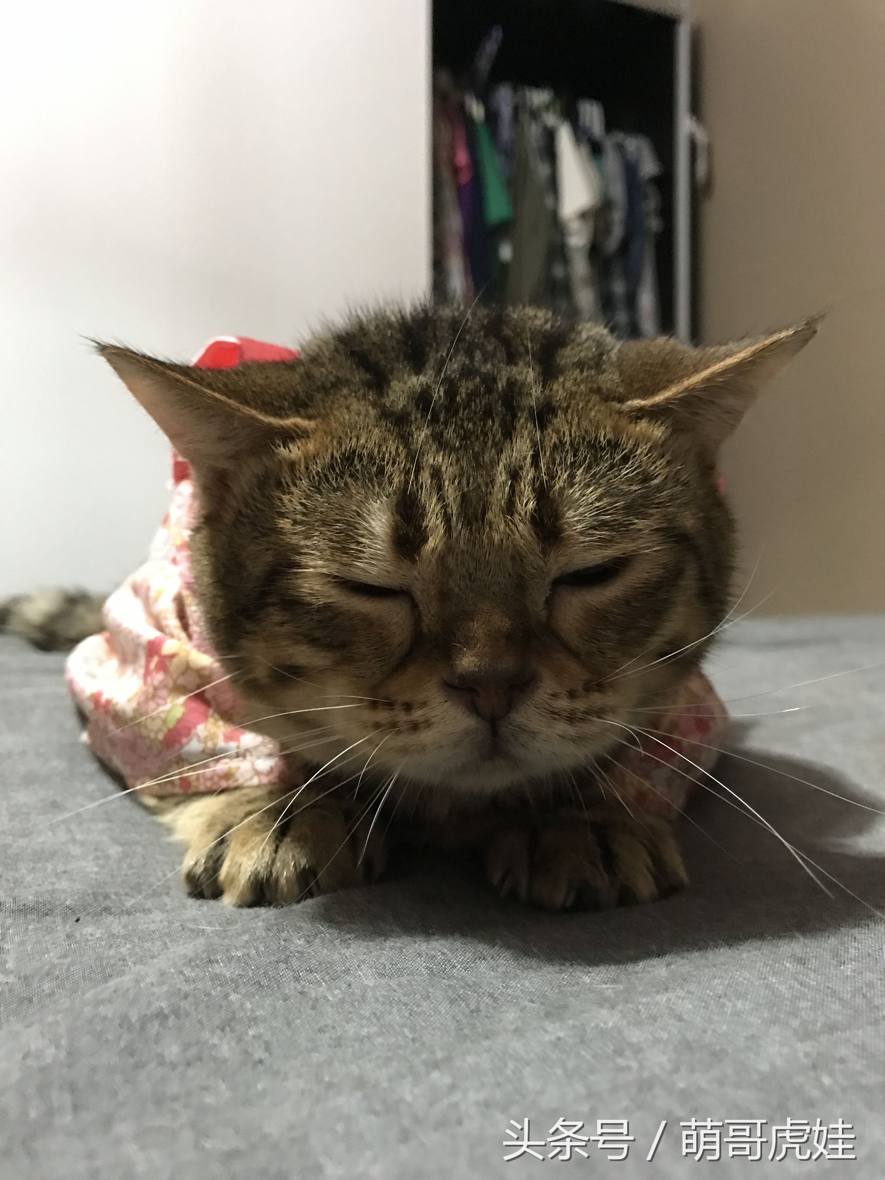 胖乎乎的喵星人妹子，穿上小衣服怎么拍都美美哒，铲屎的边拍照边被萌得满脸血啊