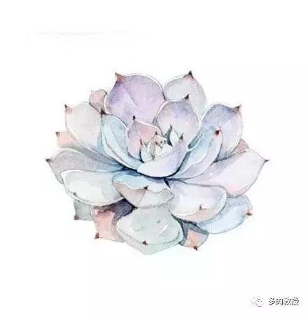 多肉的奇特之处,养的多肉长了蘑菇