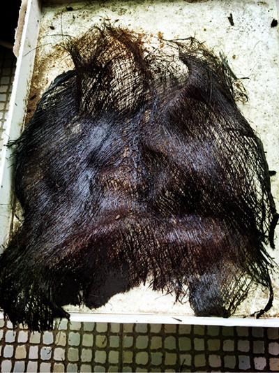 塑料瓶水培绿萝的正确方法,塑料瓶手工制作花瓶养绿萝