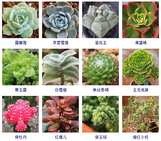 适合阳台养的多肉植物有哪些,100种常用多肉植物
