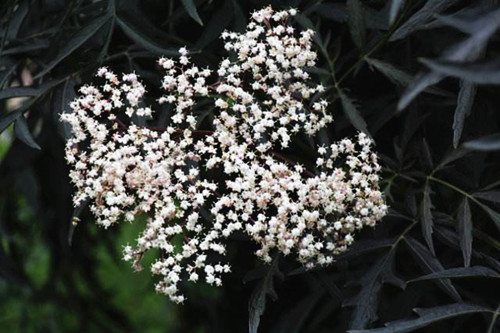 苗木宝,苗木宝贝