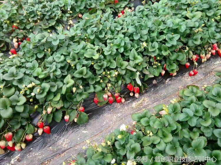 葡萄种植管理技术唐老师,如何管理葡萄才能高产的技术