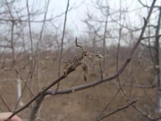 农技助春耕视频大全,苹果园二月份管理要点