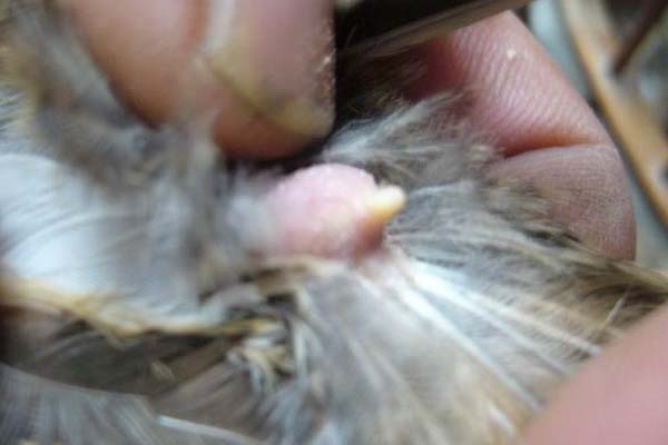 鸡肥了有蛋下不出怎么办,鸡太肥不下蛋怎么处理