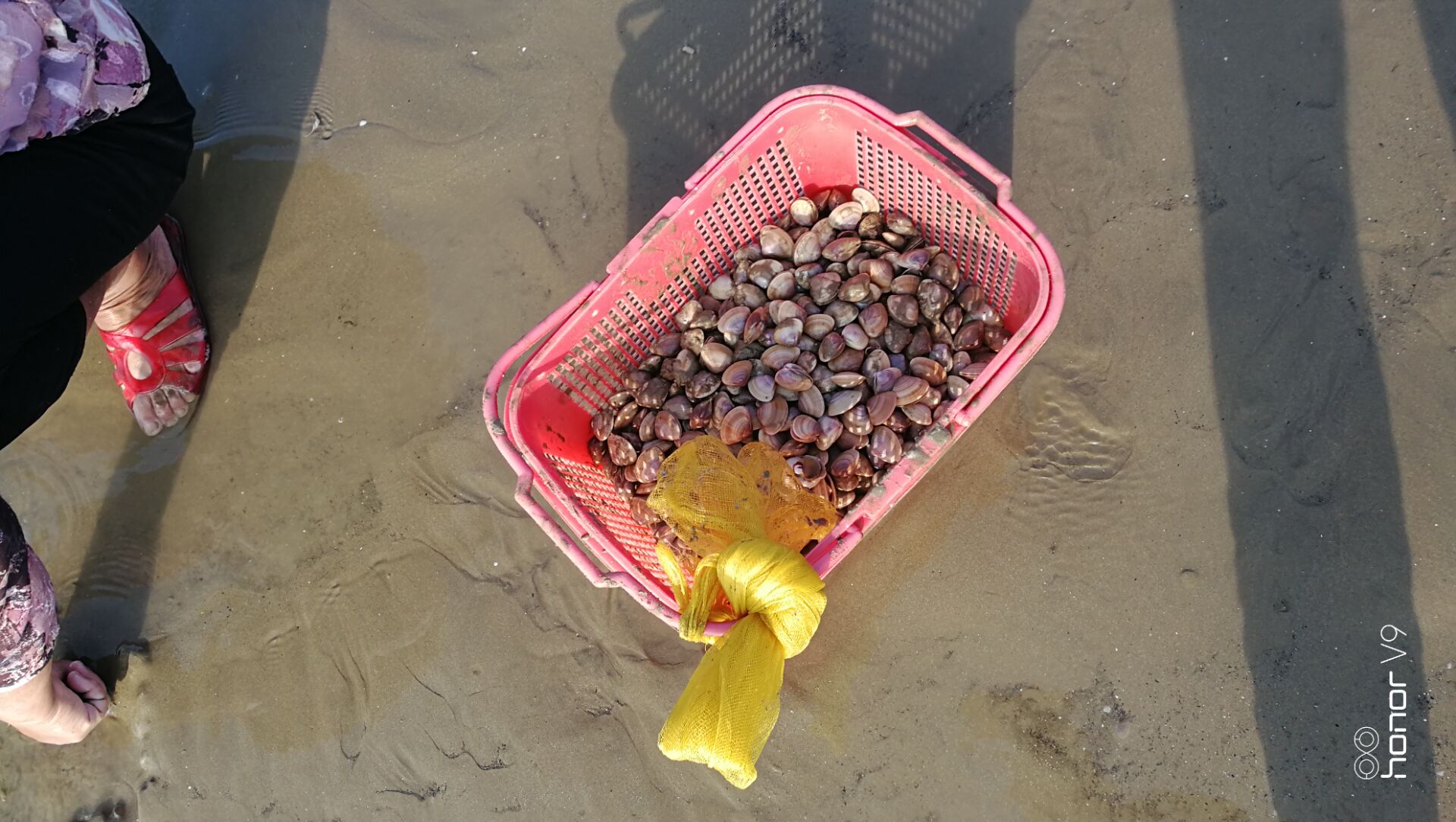 黄蛤怎么捕食,挖青蛤的正确方法视频