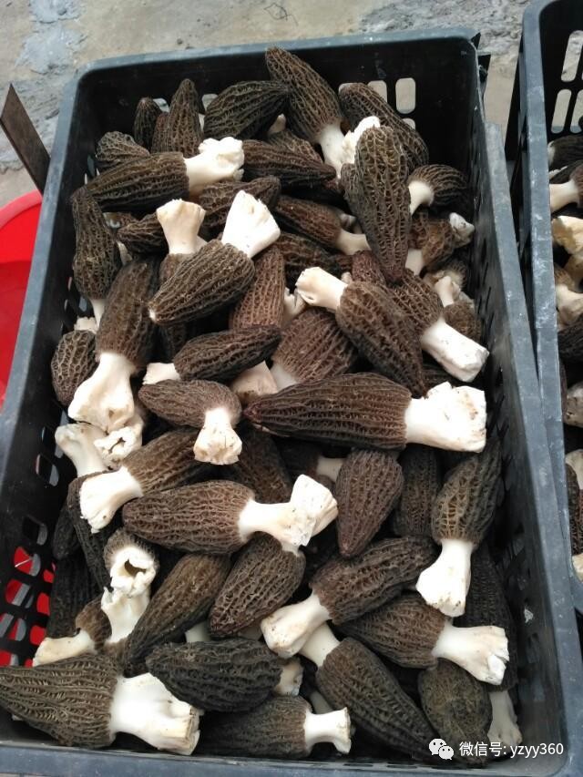 种植粮食一亩能赚多少钱,种植什么农作物一亩地能赚2000