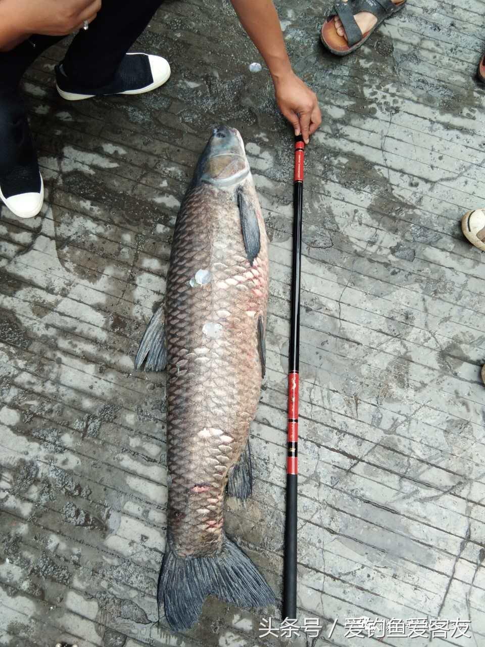 30斤老乌青上岸记