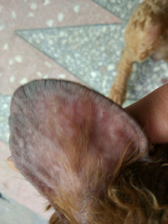 网友家的泰迪,泰迪皮肤病抹什么