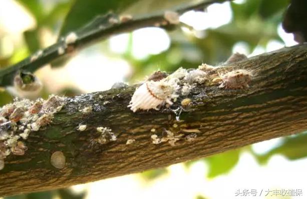 柑橘介壳虫的危害严重,柑橘介壳虫怎么消灭最简单的方法