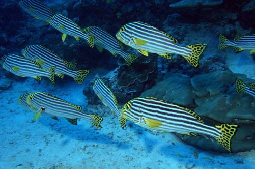 鼓浪屿旅游攻略四天三晚,北京到厦门鼓浪屿旅游攻略