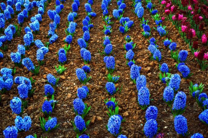 玫瑰精油1000多钱,一千克纯玫瑰精油价格