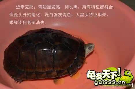 南种石金钱龟苗图,石金钱龟3-4厘米的龟苗怎么养