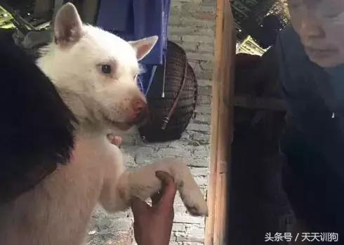 为什么农村不给养土狗,农村养狗跟城里的就是不一样