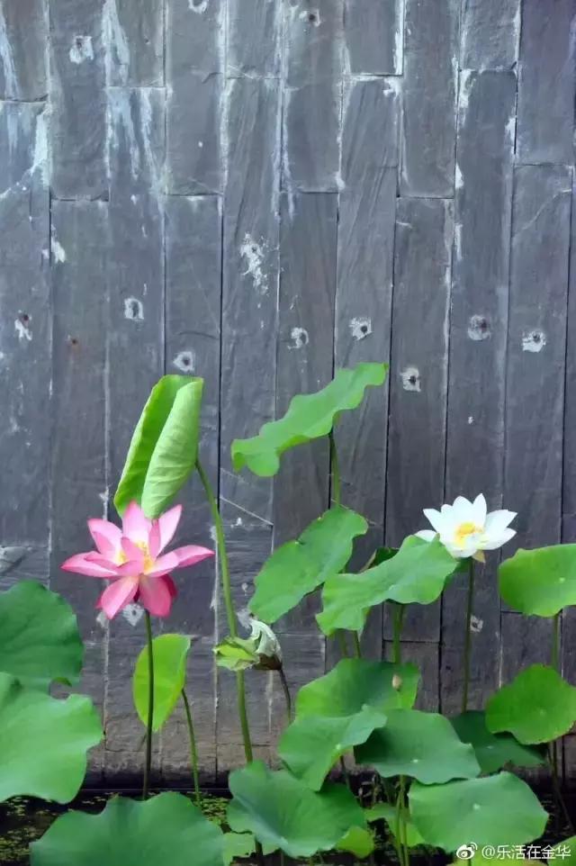 金华十大赏花景点排名,金华荷花景点大全