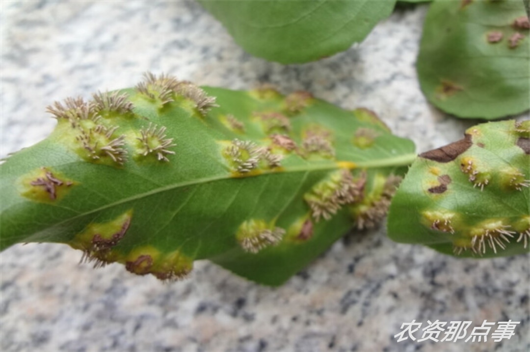 梨树锈病的主要症状及防治措施