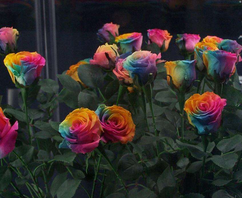 玫瑰精油1000多钱,一千克纯玫瑰精油价格