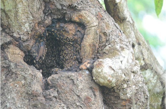 如何驱除树洞里的野蜂,怎样收捕墙洞中的野蜂