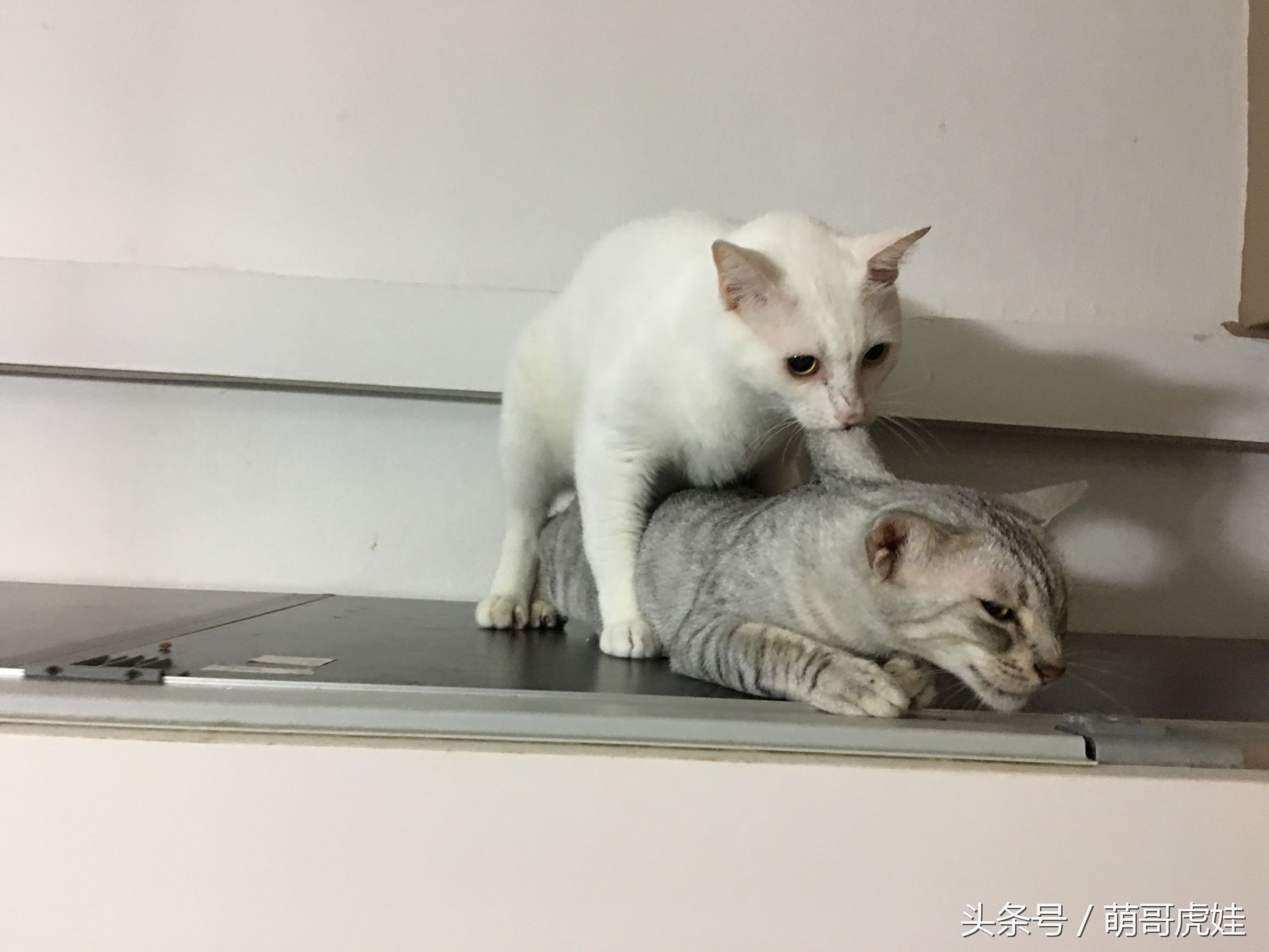 心爱的抱枕才抱了一晚上就被喵星人给糟蹋了，铲屎的：谁干的站出来保证不打死你