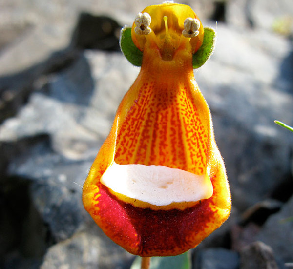 罕见又难养的兰花,最适合养的奇花兰花