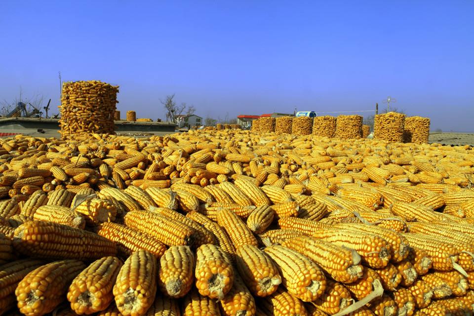 玉米须真是药吗,玉米须是保健食品