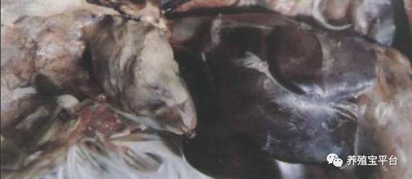 鸡败血性大肠杆菌怎么治疗,鸡大肠杆菌病治死率