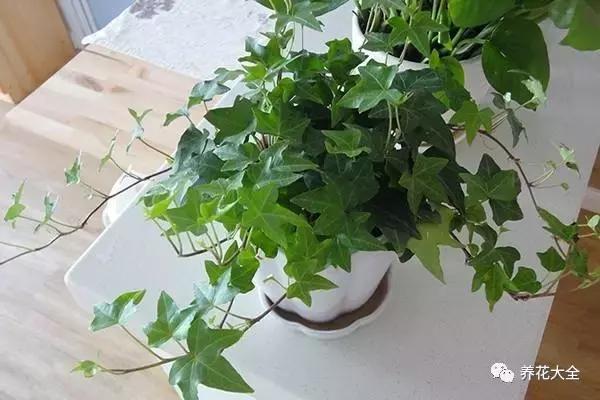 能驱虫的花,什么花养在家里可以净化空气