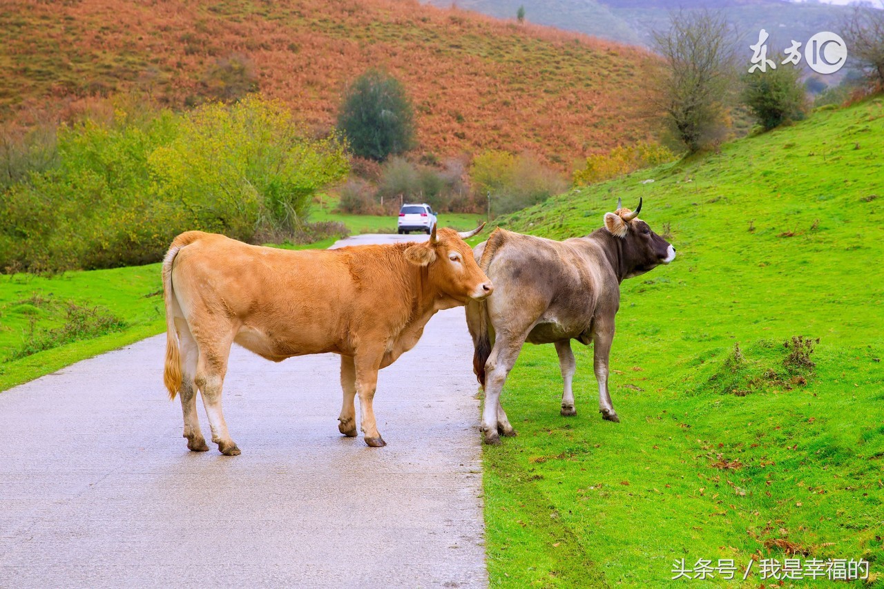 属牛的六零年出生今年多大,九七年属牛男几月出生好