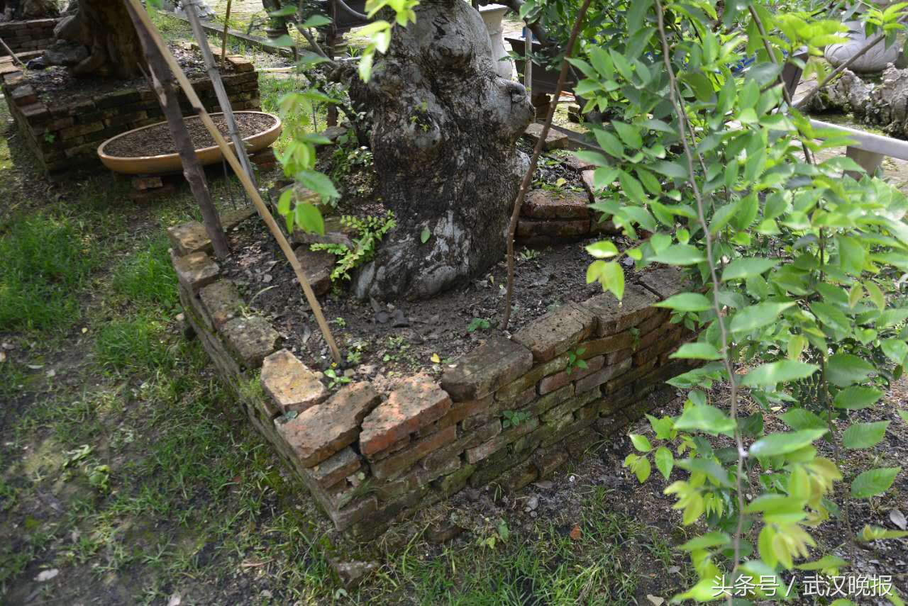 臭气熏天!汉口一家盆景园里用大粪施肥臭得附近居民不敢开窗