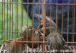 画眉鸟怎样才能大叫,画眉鸟的介绍简短又详细