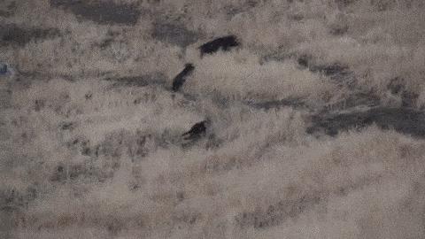 这枪战是游戏还是电影里面的，想去看看完整的