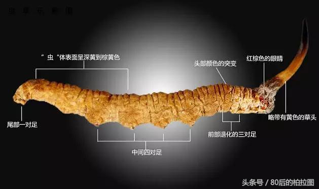 冬虫夏草凭什么这么贵？小编为你解读虫草的故事