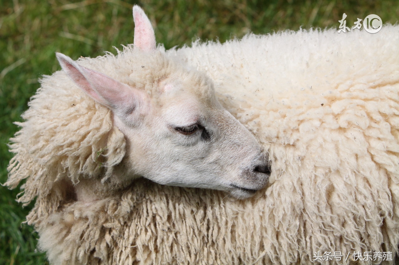 母羊出现流产迹象还能保胎吗,母羊流产的原因及防治措施
